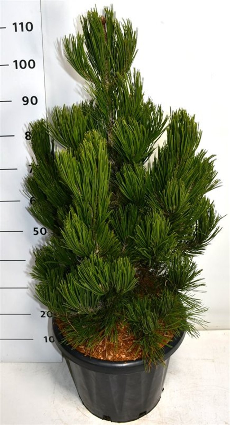 Pinus heldreichii 'Satellit' - C25 60-80 CM